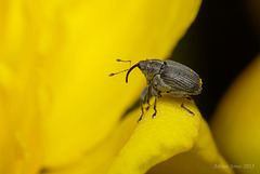 Weevil,  Ceutorhynchus sp. ?