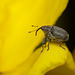 Weevil,  Ceutorhynchus sp. ?