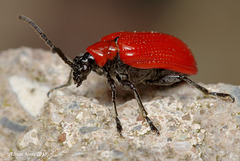 lily_beetle_001