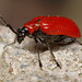 lily_beetle_001