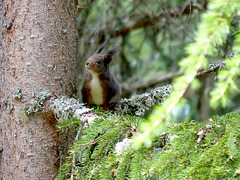 Squirrel - Eekhoorn