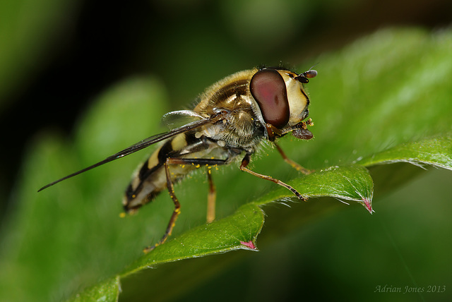 hoverfly_001