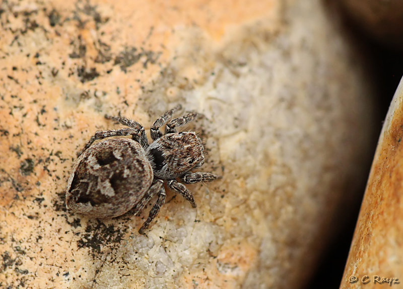 Jumper Sitticus inexpectus Female