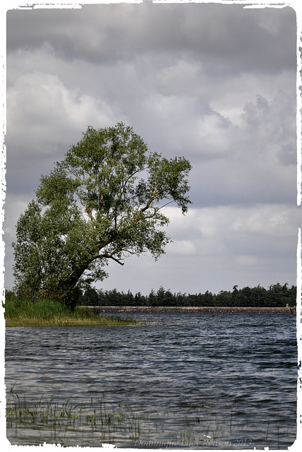 Arbre penché 2