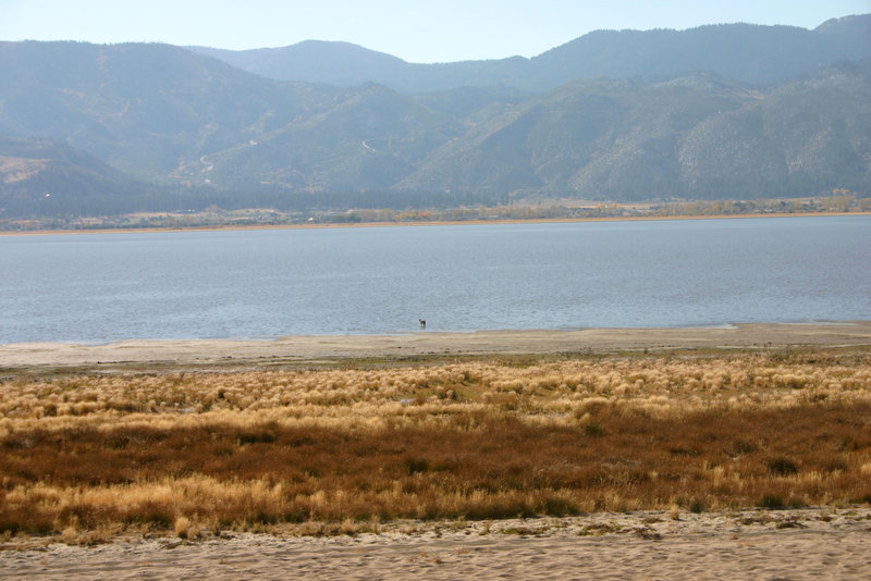 Washoe Lake & Coyote