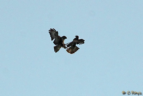 Buzzard Altercation Mid Air