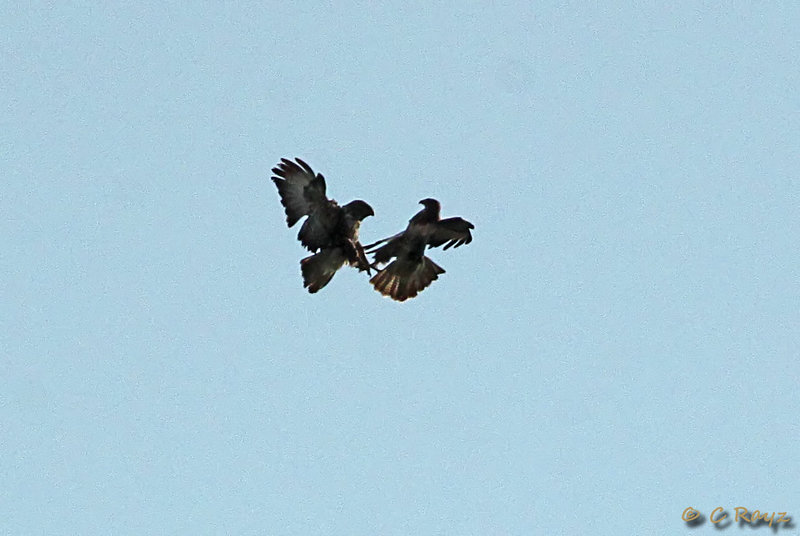 Buzzard Altercation Mid Air