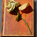 There are books and there are roses