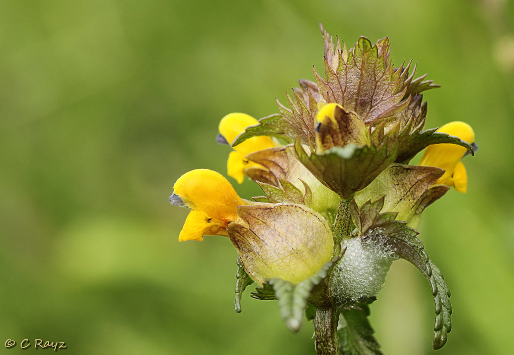 Yellow Rattle