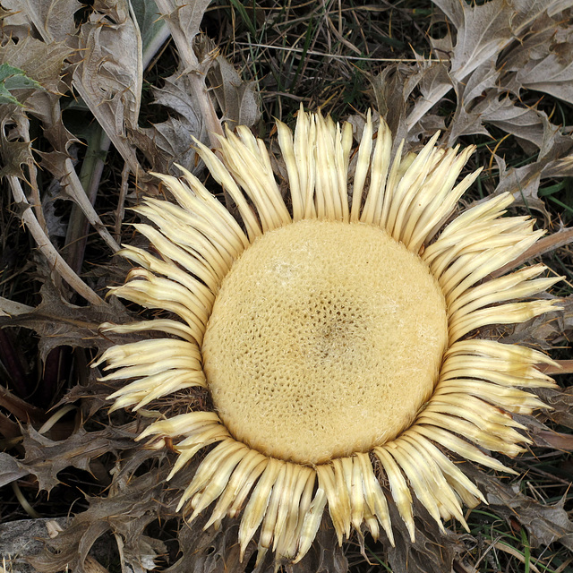 Cardabelle = chardousse = carline à feuille d'acanthe (Carlina acanthifolia, Astéracées) (Lozère, causse Méjean, région Languedoc-Roussillon, France)