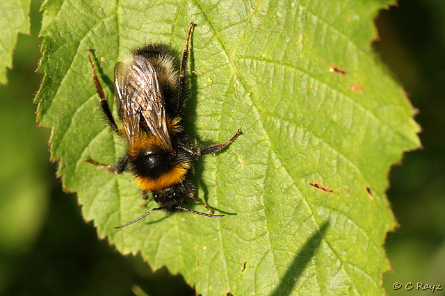 Garden Bumble Bee