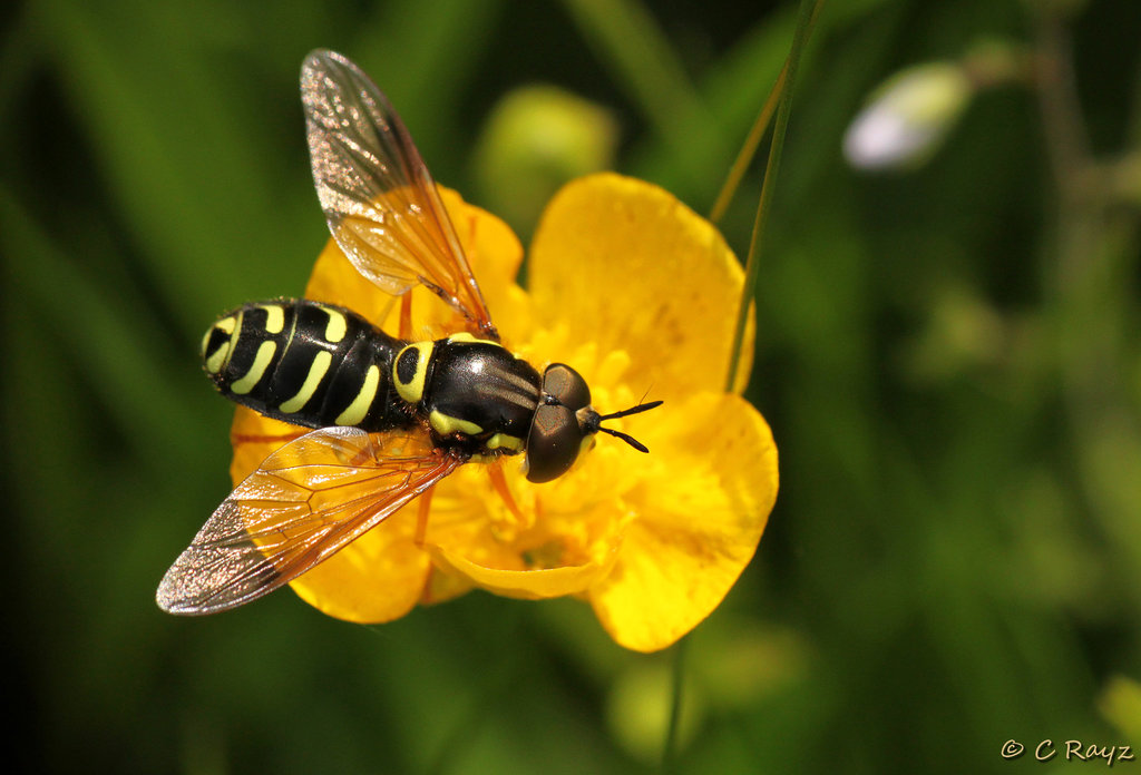 Chrysotoxum festivum