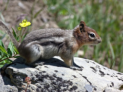 Golden-mantled Ground Squirrel / Callospermophilus lateralis