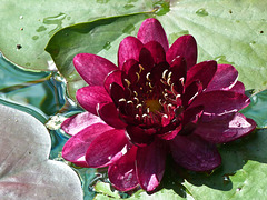 Water Lily