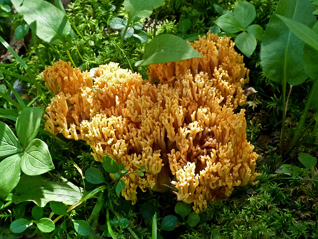 Coral Fungus