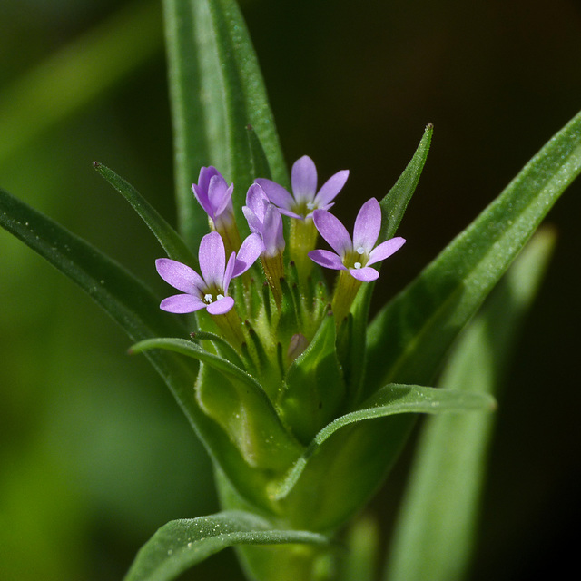 Collomia / Collomia linearis