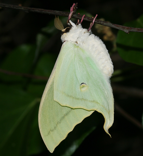 Chinese moon moth (Actias selene ningboana)