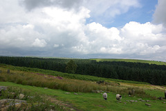 IMGP5005