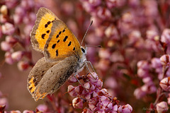 small_copper_001