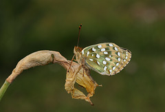 Dark Green Fritillary (Argynnis aglaja) butterfly