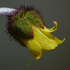 Yellow Mountain-avens / Dryas drummondii