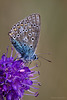 common_blue_001