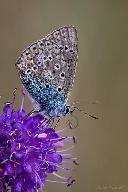 common_blue_001