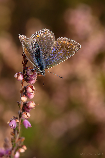 common_blue_002