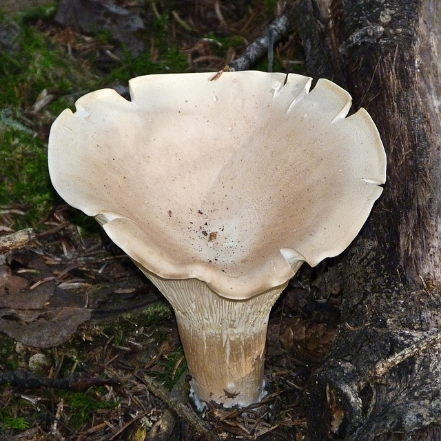 A fungi find