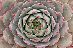 Sempervivum cultivar.