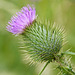 Bull Thistle / Cirsium vulgare