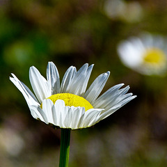 Oxeye Daisy bokeh