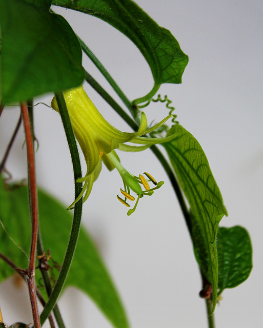 Passiflora citrina