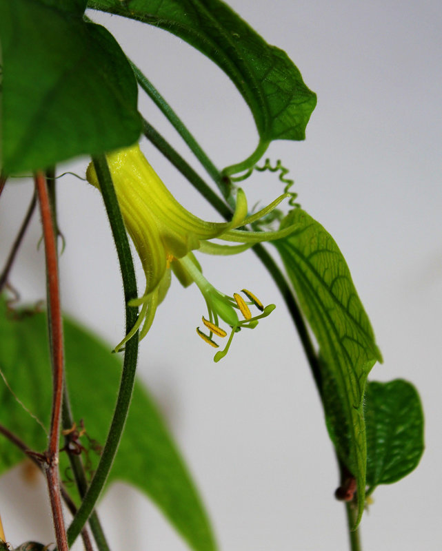 Passiflora citrina