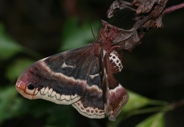 Cherry moth (Callosamia promethea)