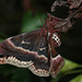 Cherry moth (Callosamia promethea)