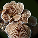 Fancy fungi