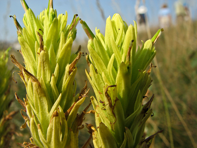 Stiff Yellow Paintbrush / Castilleja lutescens