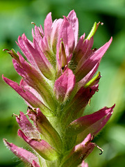 Indian Paintbrush / Castilleja rhexiifolia