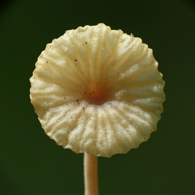 One of my favourite fungi : )