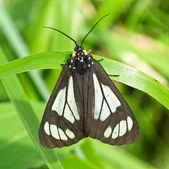 Police Car Moth / Gnophaela vermiculata