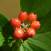 Bunchberry berries - fall is on its way