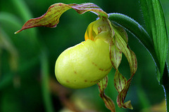 Yellow Lady's Slipper