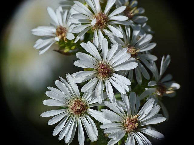 Tufted White Prairie Aster / Symphyotrichum ericoides