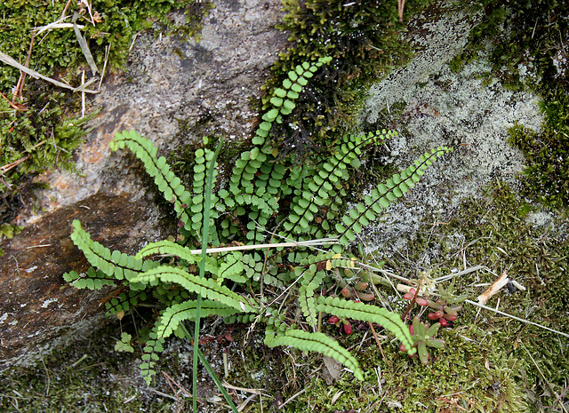 Asplenium trichomanes