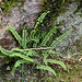 Asplenium trichomanes