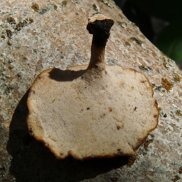Black footed polypore