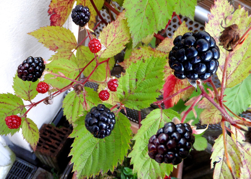 Brombeeren (Rubus sectio Rubus). Früchte des Spätsommers. ©UdoSm