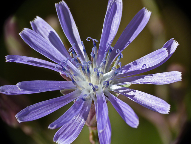 Blue Lettuce / Lactuca tatarica