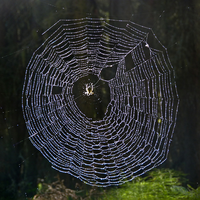 Beauty in the forest